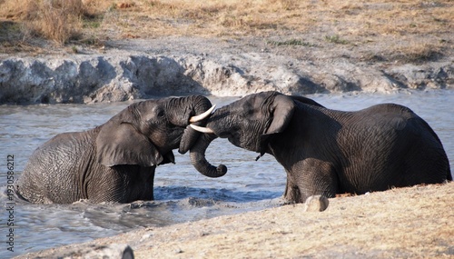 Sticker elephants playing in the water