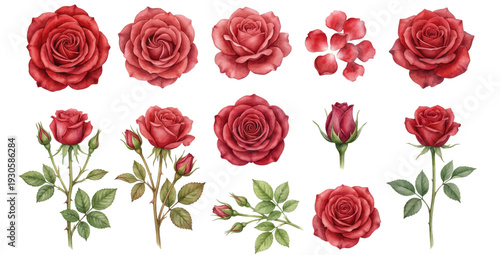 A charming watercolor collection of red roses, including full blooms, buds, petals, and leafy stems.