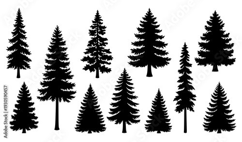 Evergreen Forest Tree Silhouettes Vector Set Black Pine Fir Spruce Shapes on White Background
