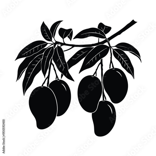 Silhouette of fresh mangoes hanging from tree branch with leaves