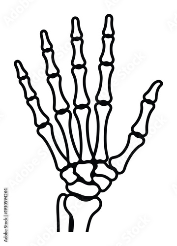 Skeleton Hand Bones Anatomical Medical Vector Illustration