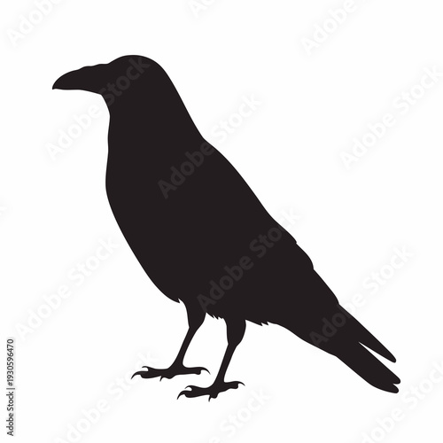 Majestic black crow standing alone in profile view