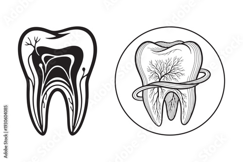 Human tooth anatomy vector illustration. dental health and care concept. detailed medical graphic