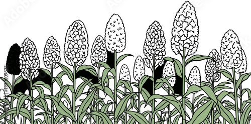 Stylized illustration of sorghum plants with white and one black seed head