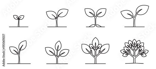 Plant growth stages vector illustration showing germination to mature tree in line art