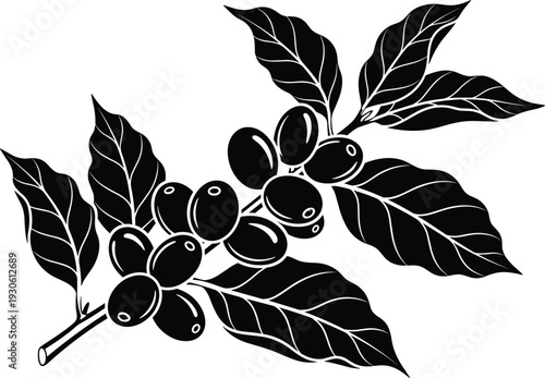 Coffee plant branch illustration, black and white vector art, coffee cherries and leaves, botanical drawing, organic farming, caffeine source concept design