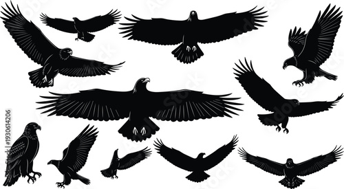 Eagle silhouettes flying, soaring, perched, diving, majestic bird vector illustration, wildlife symbol, freedom concept, raptor design, nature graphic art