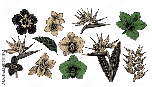 Vintage Botanical Illustrations of Exotic Flowers and Leaves
