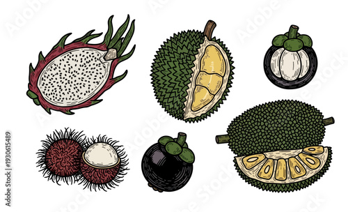 Hand-drawn tropical fruits illustration with dragon fruit, durian, and mangosteen