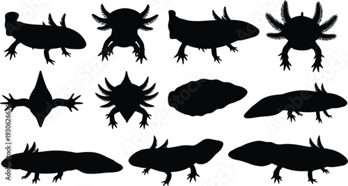 Set of axolotl amphibian black silhouettes in various swimming and walking poses for exotic pet, nature, biology, and vector designs,