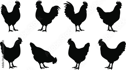 Chicken silhouette vector illustration with diverse poultry poses showing standing crouching and walking animals