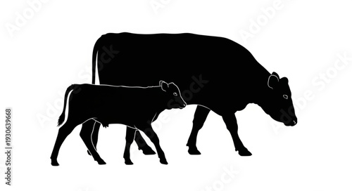 Cow and Calf Silhouette Walking.