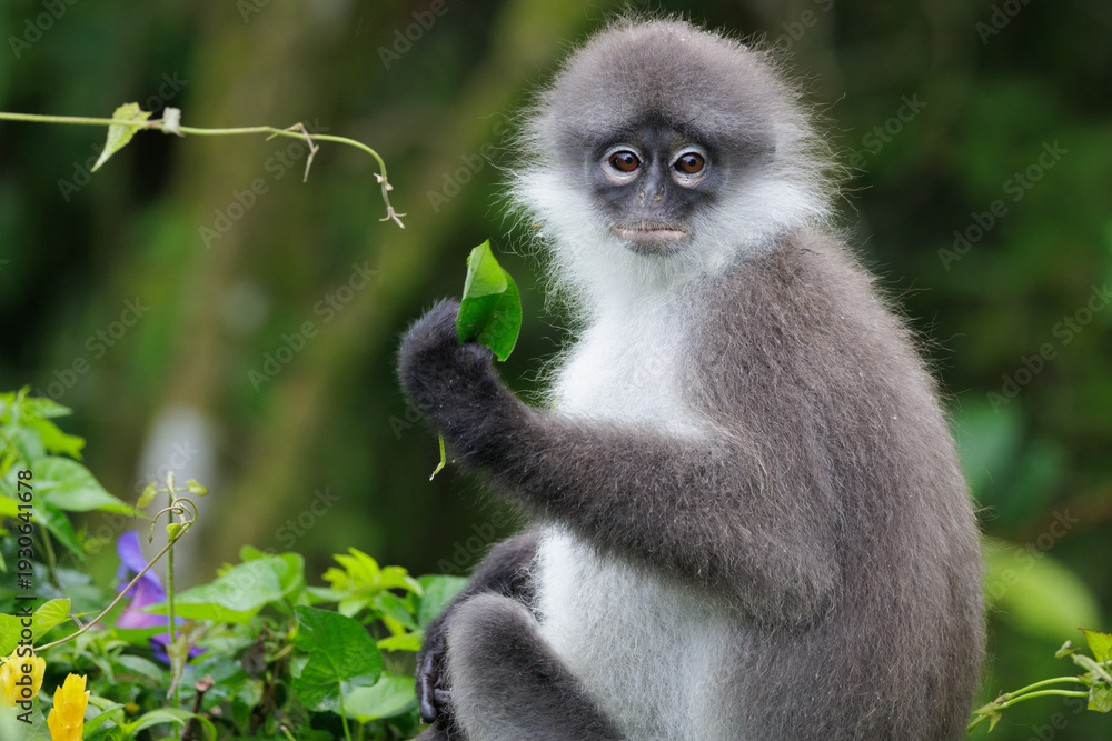 Obraz premium White-thighed Surili monkey holding fresh green foliage