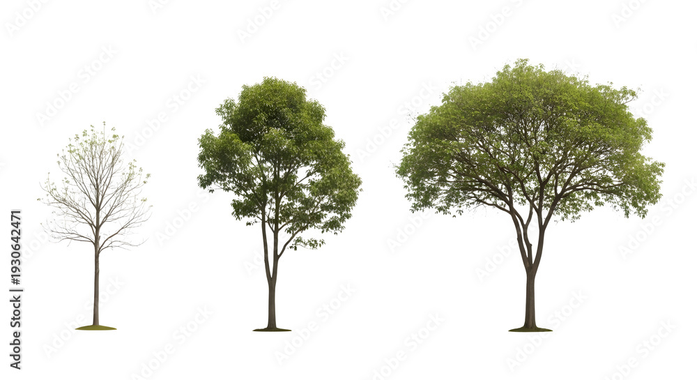Obraz premium Three trees with varying foliage density on transparent background isolated for design use