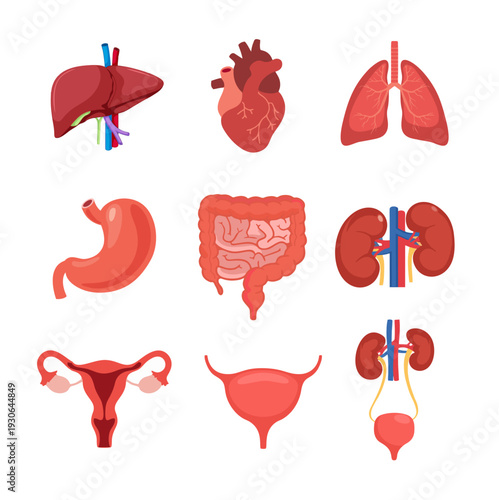 Human internal organs anatomy set collection.
