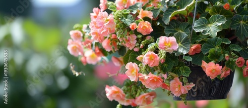 Hanging basket filled with vibrant pink begonias. The flowers are lush and blooming, surrounded by green foliage in a sunny garden setting.
