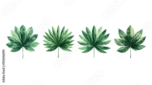 Set of four green cannabis leaves on white background.