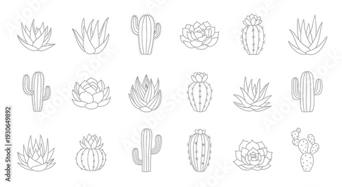 Cactus Succulent Plants Set Illustration