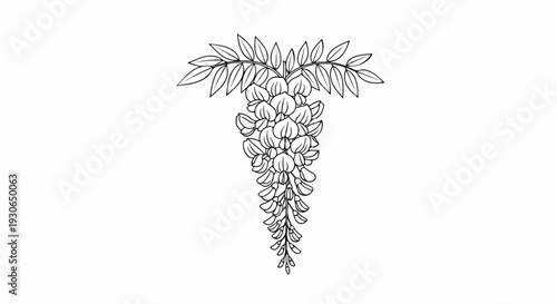 Elegant black and white sketch of a cascading cluster of delicate pea-like flowers