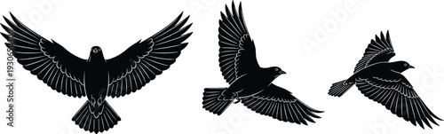 Flying black bird silhouettes vector illustration, raven crow in different wing positions isolated on white background wildlife design