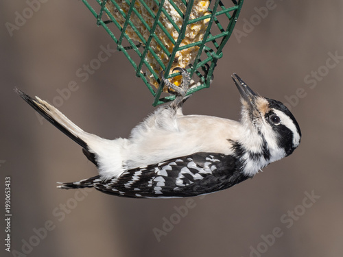 Bild auf Leinwand A close up of a female Hairy Woodpecker hanging under and feeding on a suet bloc