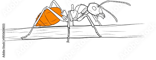 A black and white illustration of an ant with an orange abdomen, standing on a wooden surface