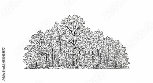 A detailed ink sketch depicts a dense forest with various trees