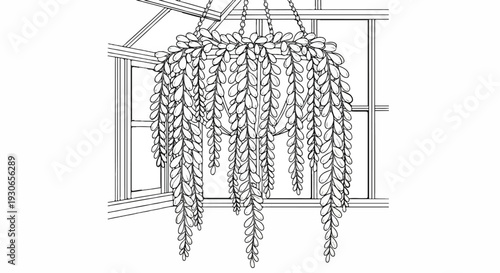 A detailed line drawing of a hanging plant with cascading leaves against a window