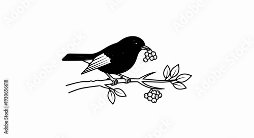 A black bird perches on a branch, holding berries in its beak and with more on the branch