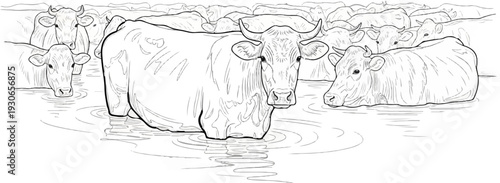 Herd of cattle wading in shallow water with ripples on the surface