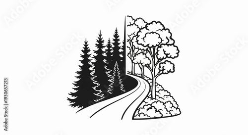 A winding road splits a dark evergreen forest from a lighter deciduous one