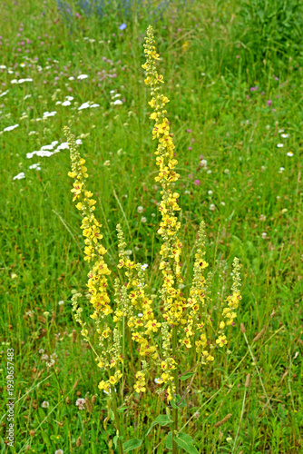 Wallpaper Mural Flowering black cowpea (Verbascum nigrum L.). Meadow Torontodigital.ca