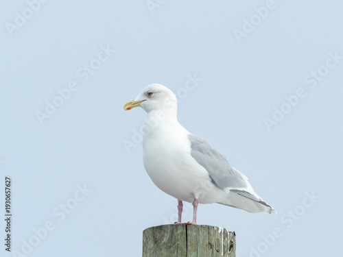 An adult Iceland Gull perched on the top of a phone pole