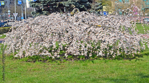 Wallpaper Mural Flowering cherry weeping stunted (Prunus serrulata Lindl.). General view of the plant Torontodigital.ca