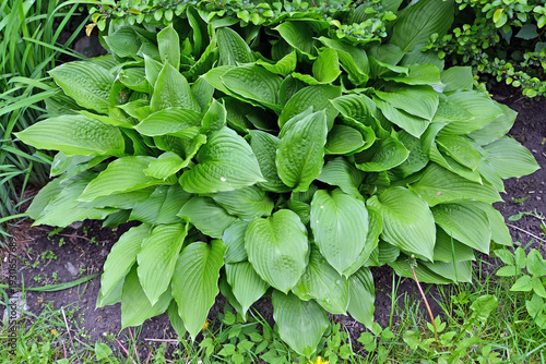 Wallpaper Mural Celtic Uplands hive hosts (features) Torontodigital.ca