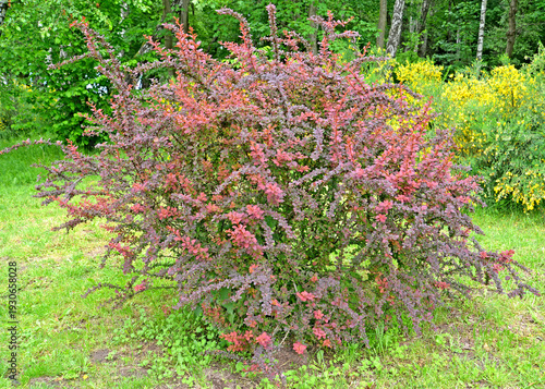 Wallpaper Mural Thunberg's flowering purple barberry bush (Berberis thunbergii DC.) in the park Torontodigital.ca