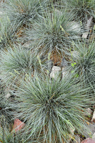 Wallpaper Mural Blue fescue planting (Festuca cinerea) Torontodigital.ca