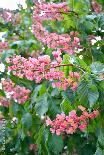 Wallpaper Mural Inflorescences of horse chestnut meat-red (Aesculus × carnea Zeyh.). Spring Torontodigital.ca
