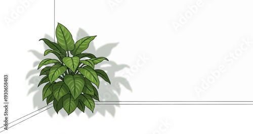 A green leafy plant casts a shadow on a white background with corner lines