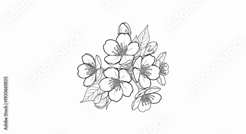Delicate line drawing of a cluster of blooming jasmine flowers with leaves