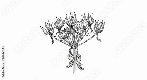 Detailed ink sketch of an umbel flower cluster with trailing ribbons