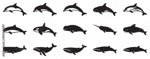 Marine mammals vector icons collection showcasing diverse cetacean species in elegant black silhouettes for design projects.