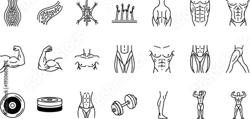 Collection of line art icons depicting human anatomy and fitness equipment for workouts