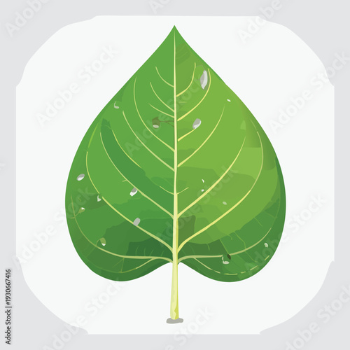 Green leaf illustration with water droplets