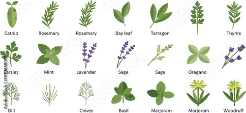 Hand Drawn Culinary Herb Vector Icon Set Featuring Basil Rosemary Mint Sage Parsley Lavender Thyme and Other Botanical Kitchen Ingredients for Design