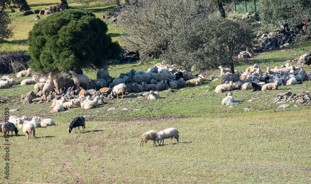 Fototapeta premium Pecore al pascolo in Sardegna