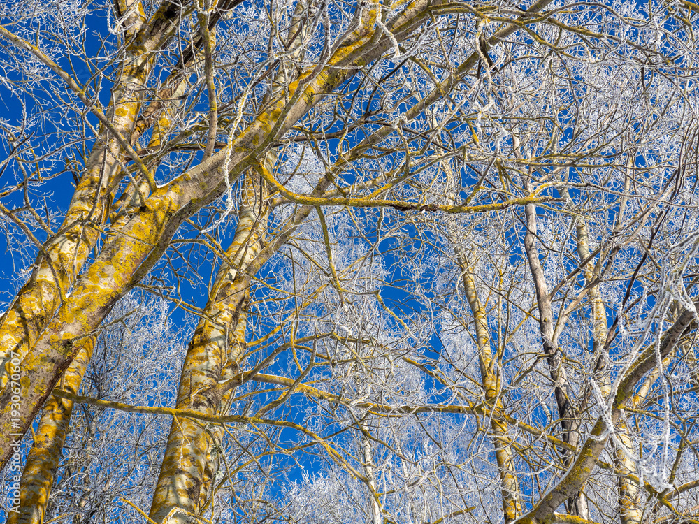 Fototapeta premium Low-angle view of tall deciduous trees covered in white frost, their branches forming an intricate pattern against a vivid blue sky