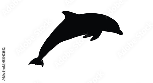 Black silhouette of a dolphin jumping out of water on white background symbolizing freedom and aquatic life