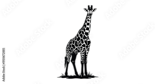 A tall giraffe stands on grass with a white background looking upwards with its distinctive black and white spots symbolizing wildlife and nature
