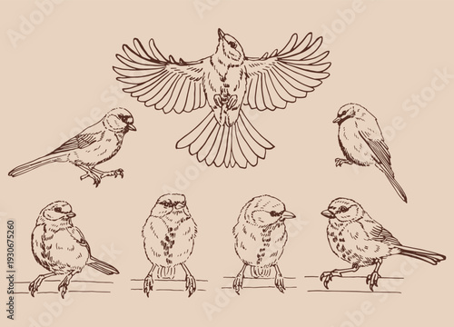 Set of titmouse. Hand drawn vector illustration in outline style.